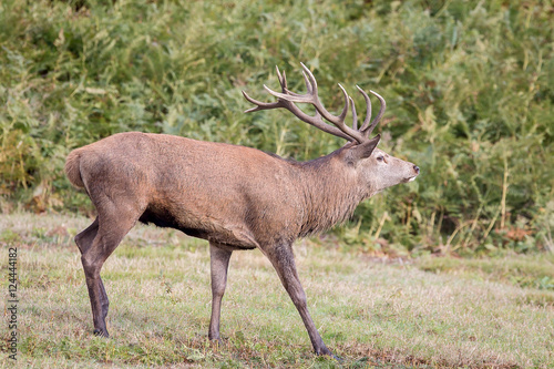 Red Deer Stag