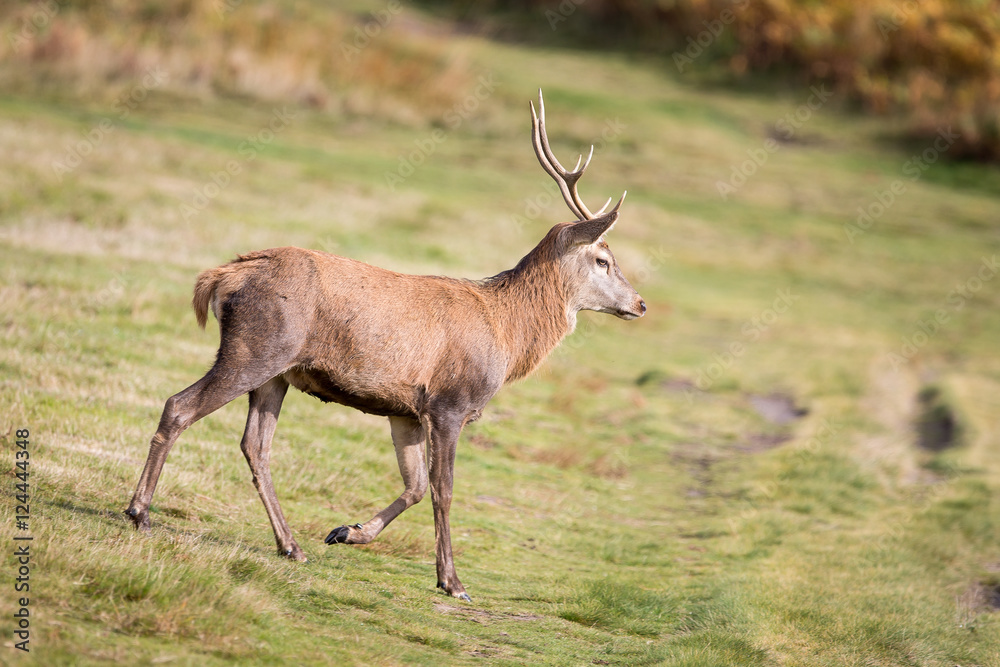 Obraz premium Red Deer Stag