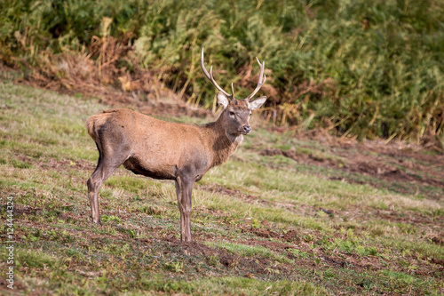 Red Deer Stag