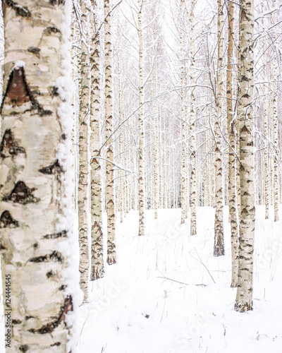 Scandinavian winter scenery in birch woods.