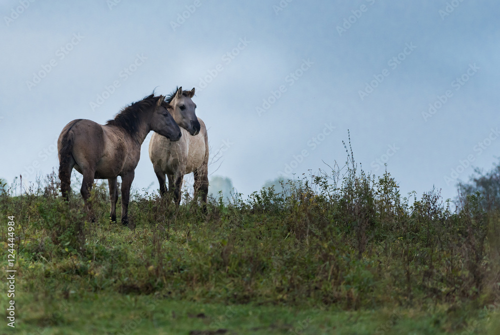 Obraz premium Wild horses