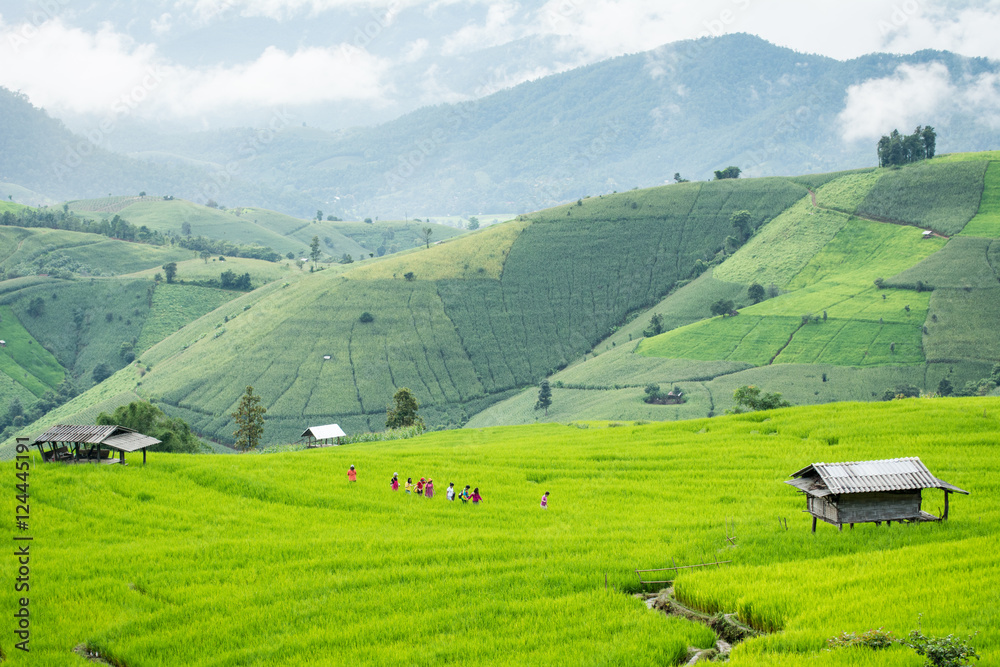Green Terraced Rice Field in Pa Pong Pieng , Mae Chaem, Chiang Mai, Thailand Green Terraced Rice Field in Pa Pong Pieng , Mae Chaem, Chiang Mai, Thailand