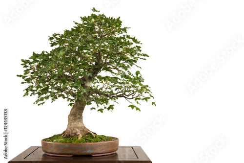 Felsen-Ahorn (Acer monspessulanum) als Bonsai Baum photo