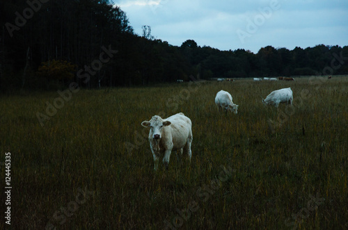 White young cows by late evening © olandsfokus