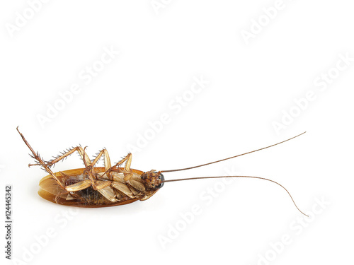 cockroach isolated on white © andy0man