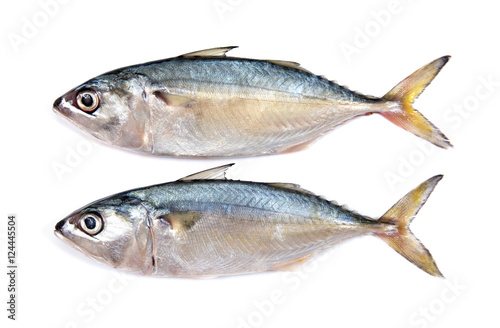 Fresh mackerel isolated on white background.Fresh mackerel fish