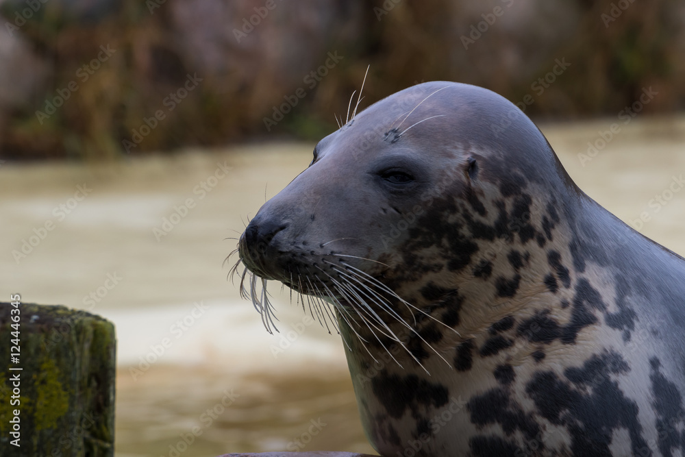 Fototapeta premium Seehunde und Robben