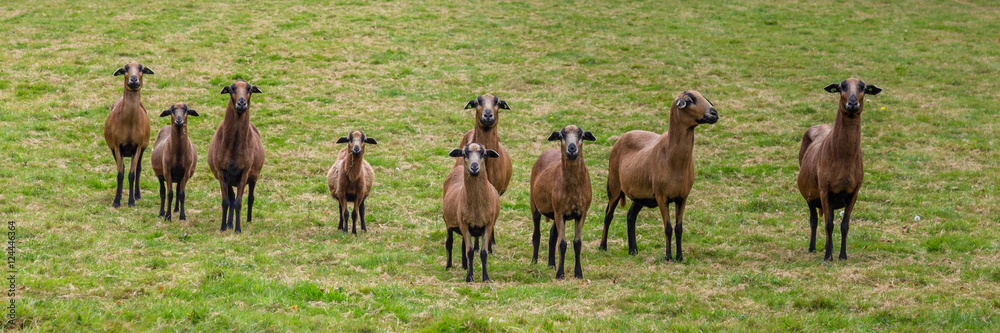 Obraz premium Group of curious goats
