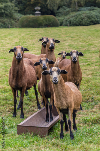 Group of curious goats