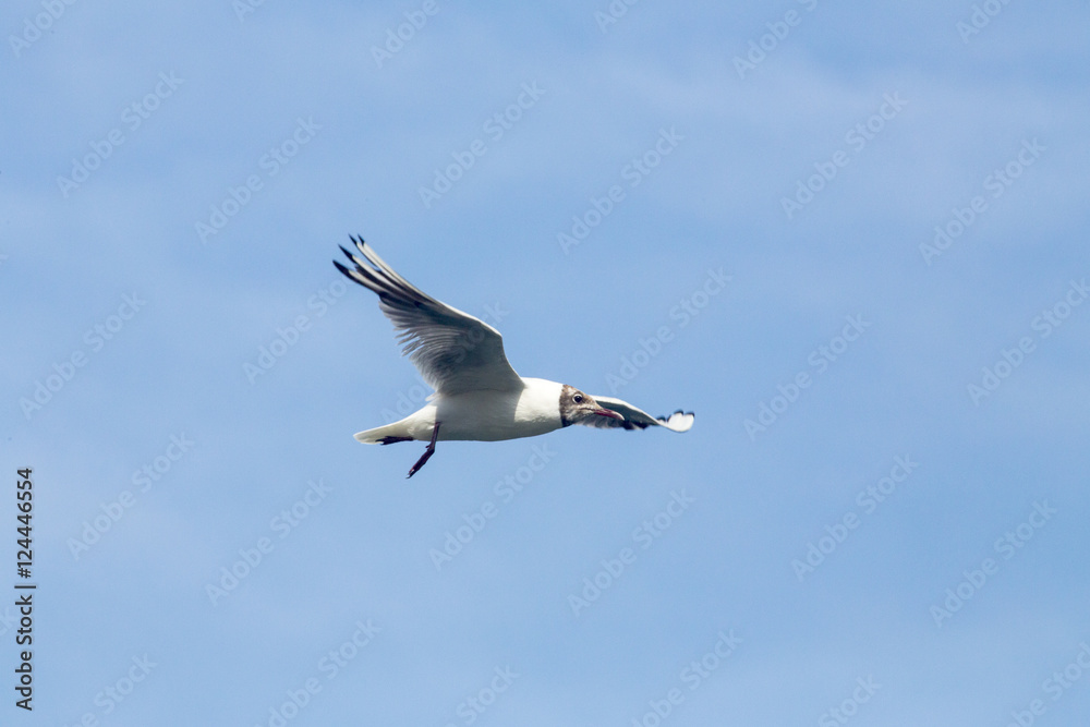 Fototapeta premium Gull - Larus