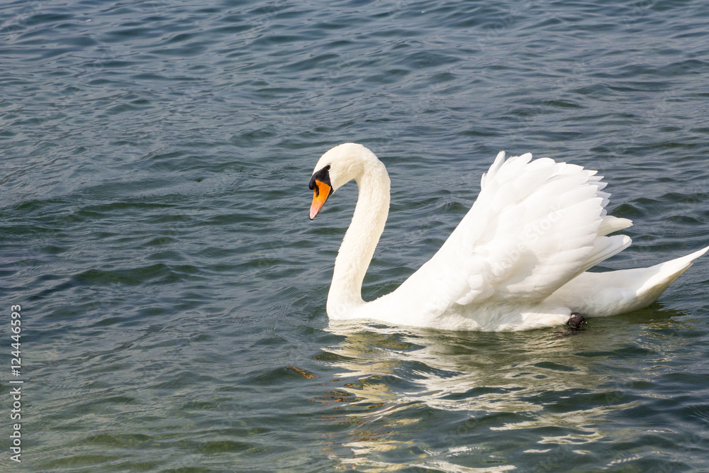 Swan - Cygnus