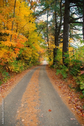 Dirt Road Covered With Leaves in Autumn 