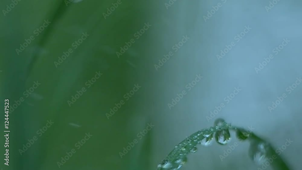 Macro dew drop