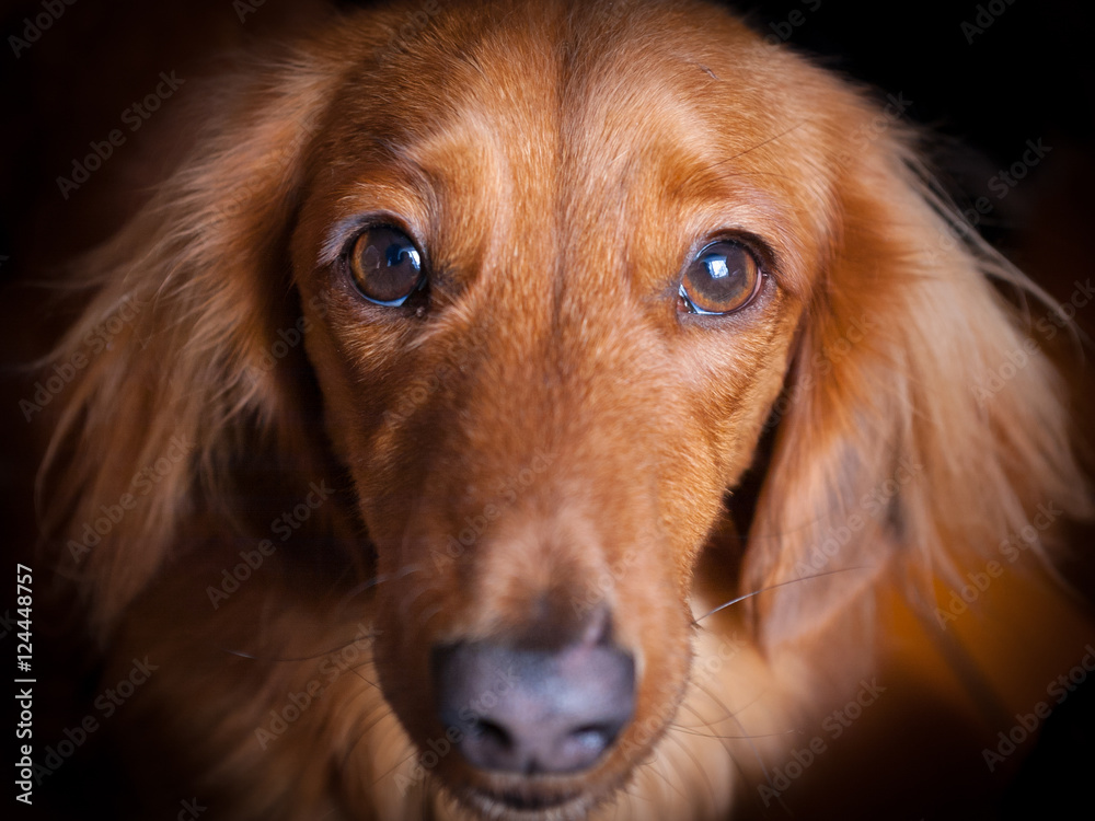 Close-up of sad face of golden miniature long-haired dachshund looking up  towards the camera Photos | Adobe Stock