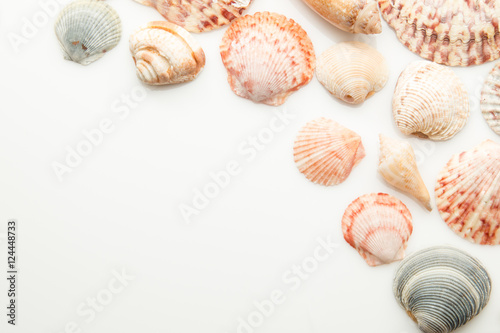 Seashells on white with space for text.