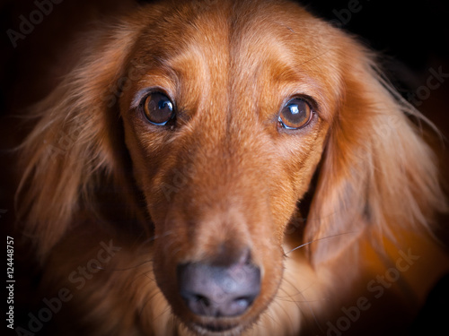 Close-up of sad face of golden miniature long-haired dachshund looking up towards the camera