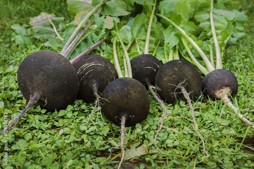 Black radish reaches maturity in October. Valuable root vegetables
