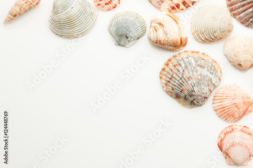 Seashells for use as a background with room for text.