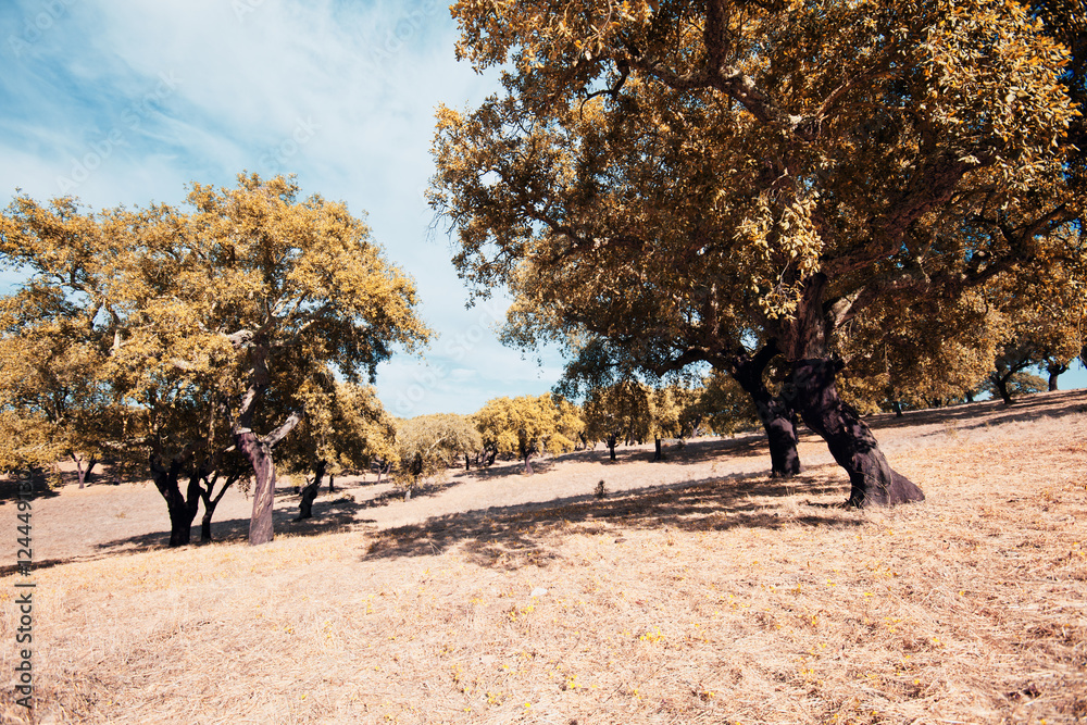Fototapeta premium Landescape of Alentejo