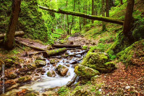 Beautiful deep green forest with river running through