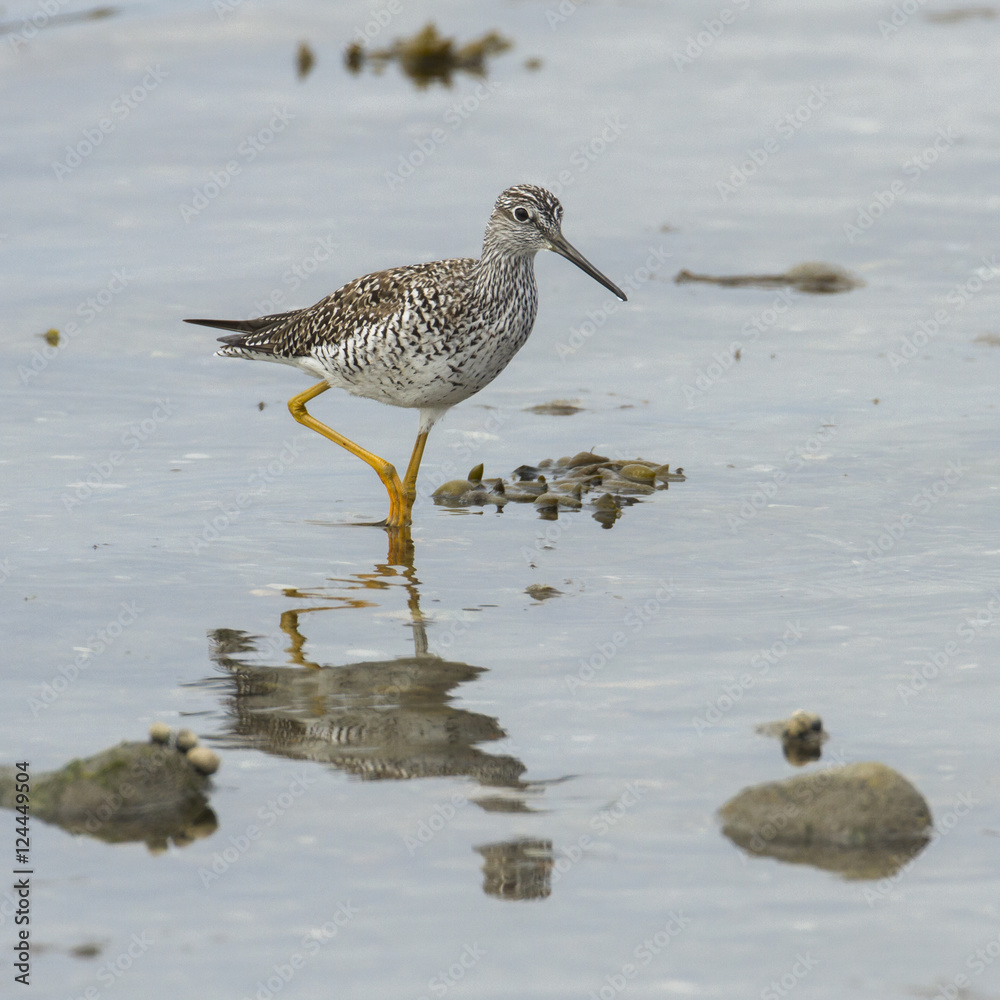 Greater yellowlegs wading in New England Greater yellowlegs wading in New England