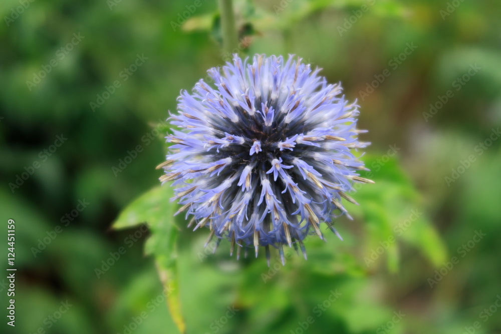 The Beautiful purple Globe Thistle also known as Echinops The Beautiful purple Globe Thistle also known as Echinops