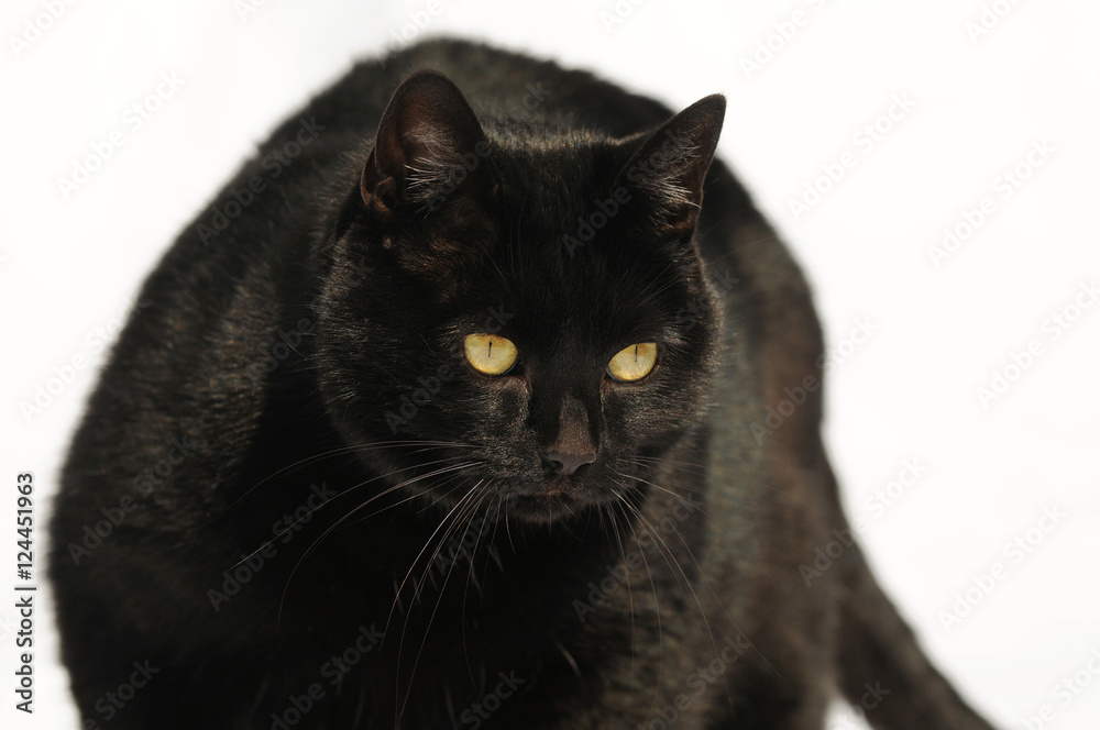 black cat on white