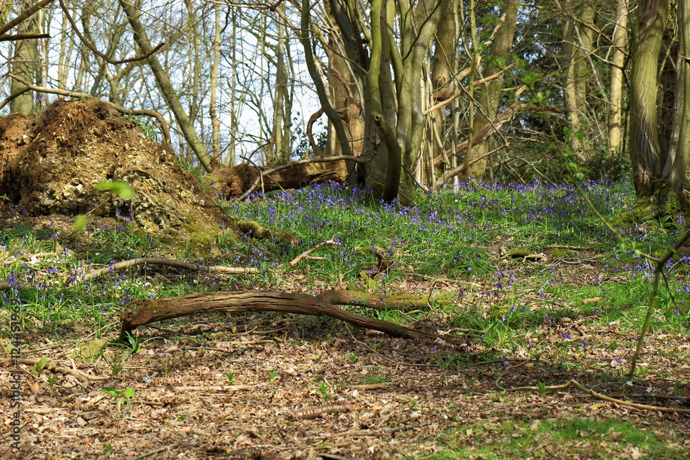 A woodland scene with old fallen trees A woodland scene with old fallen trees