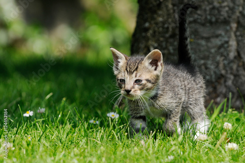 gray kitten running on meadow