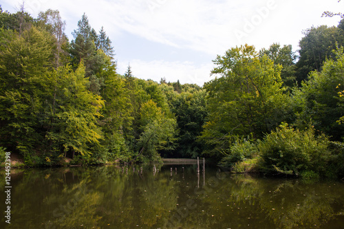 Forest reflected in green water