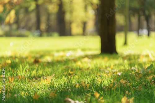 old maple tree with leaves on the ground