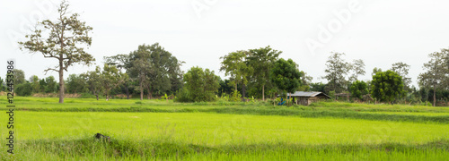 Rice. Green rice. Green rice fields in Northern Highlands of Thailand. Fresh spring green grass.Cornfield background. Rice Background.