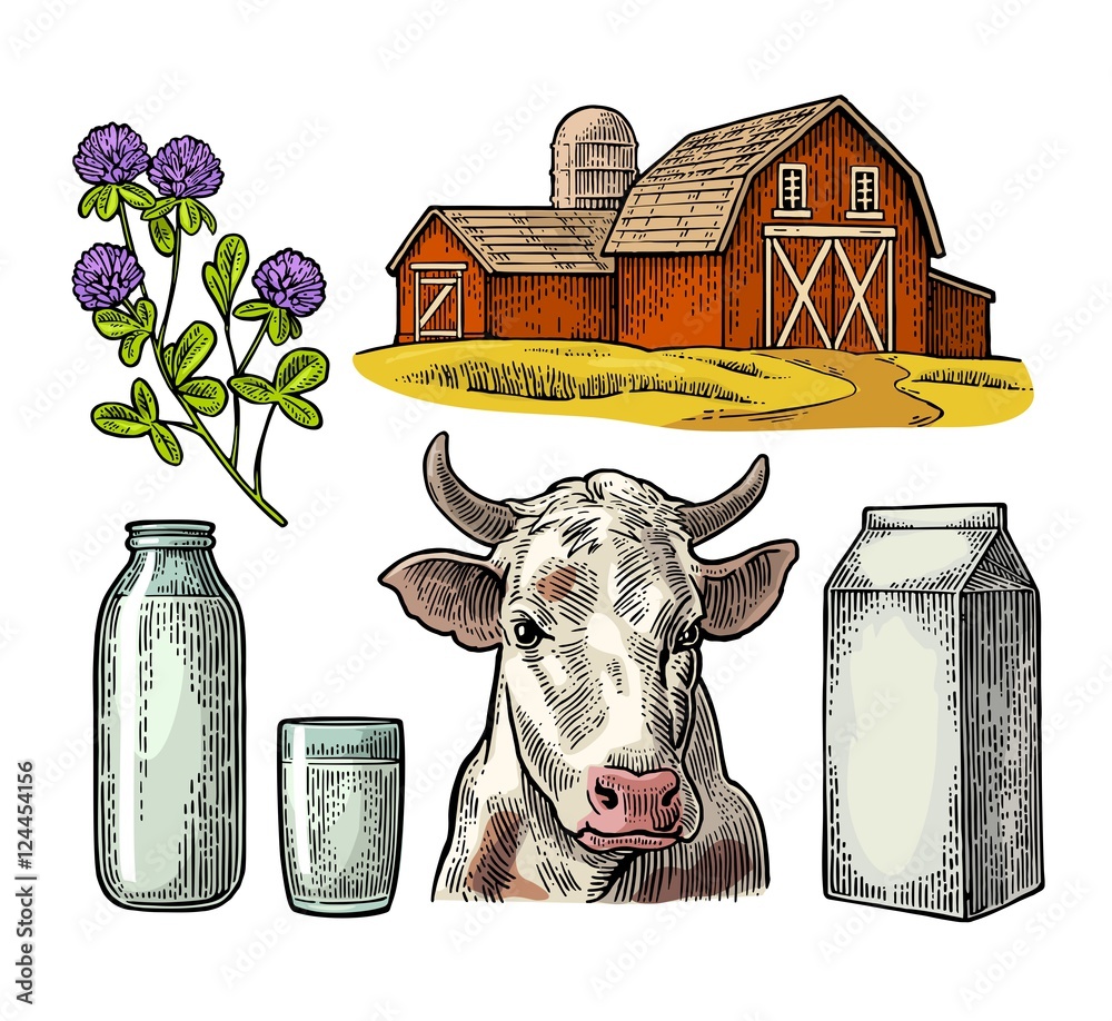 Set Milk farm. Cow head, clover, box carton package, glass and bottle