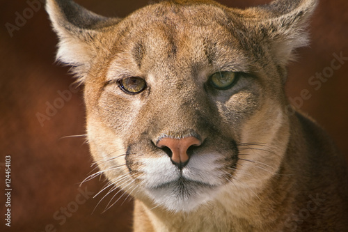 Mountain Lion