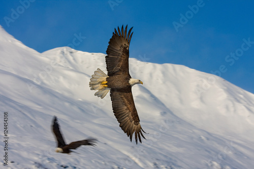 Eagle Flight