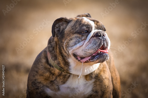 English Bulldog drooling photo