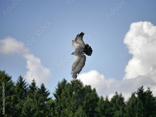 Kordilleren Adler im Flug photo