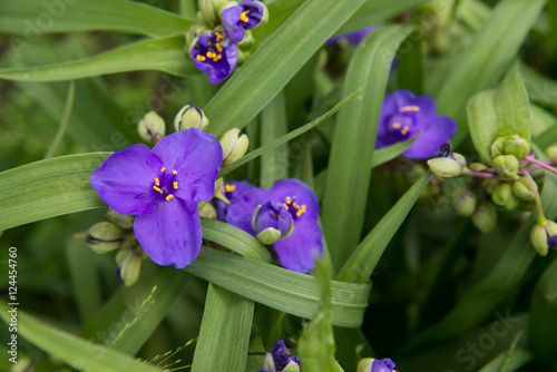 tradescantia virginiana..