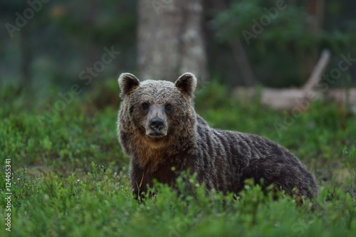 brown bear in forest at night. bear glance. wild animal. animal at night.