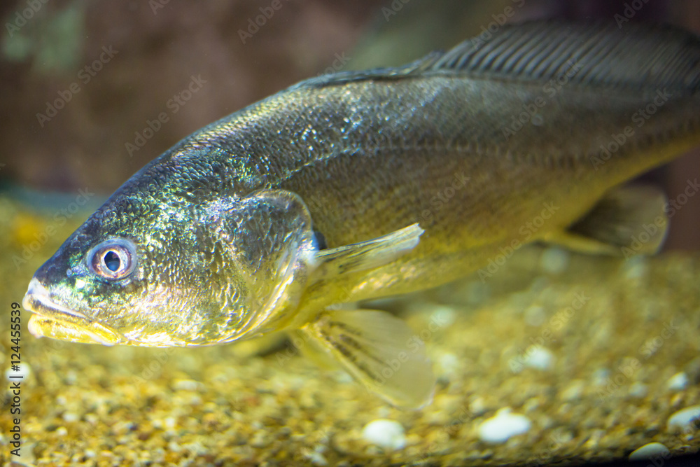 Close up of fishes in aquarium. Close up of fishes in aquarium.