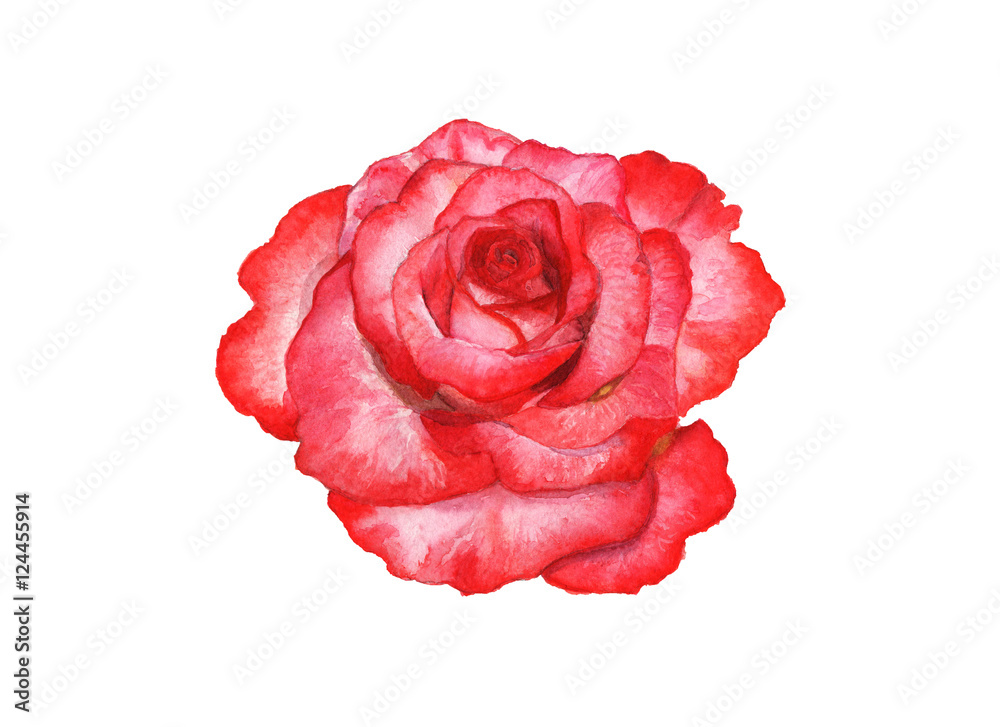 Red rose on white background. Watercolor Hand Drawn Red rose on white background. Watercolor Hand Drawn