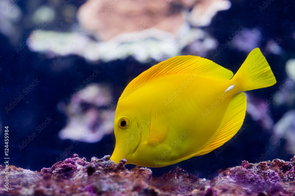 Fototapeta premium Poisson Chirurgien jaune