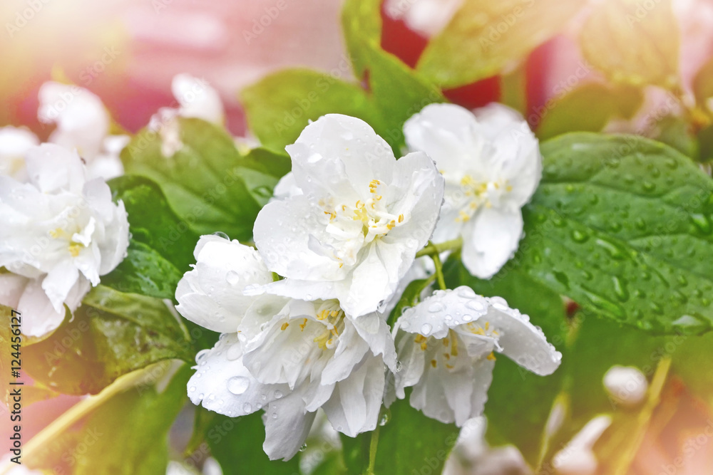 Fototapeta premium White jasmine The branch delicate spring flowers