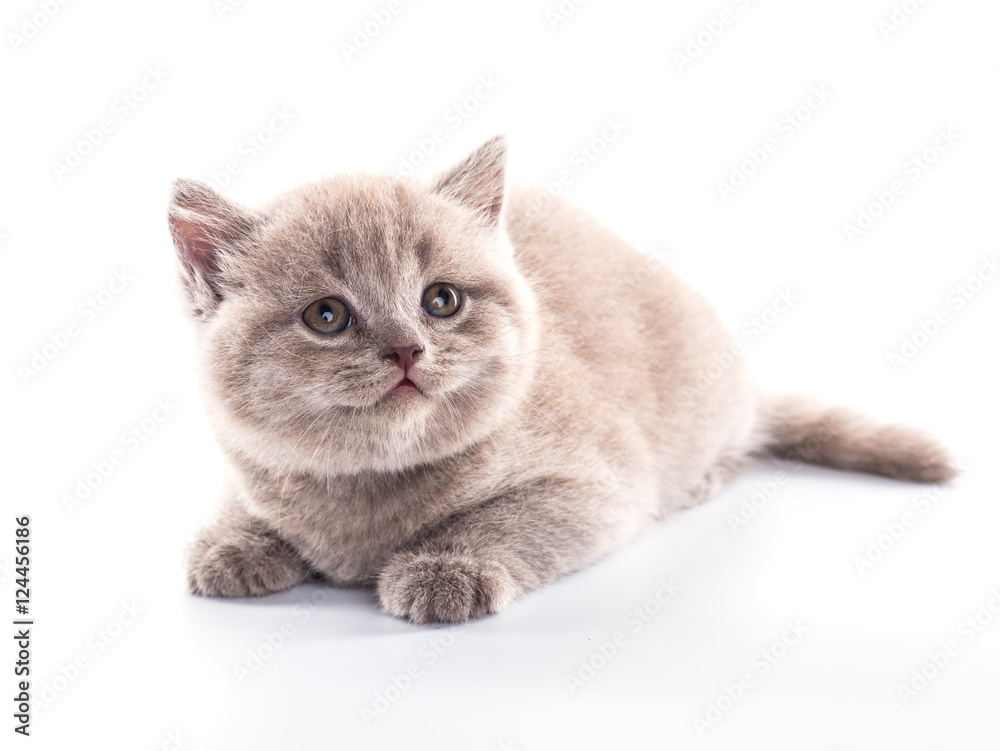 Funny British kitten isolated on white background Funny British kitten isolated on white background