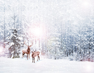 Tableau sur plexiglas Hiver Cerf dans une forêt givrée en hiver  © alenalihacheva