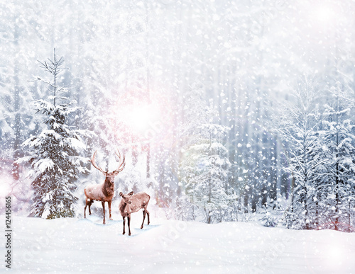 forest in the frost. Winter landscape. Snow covered trees. deer
