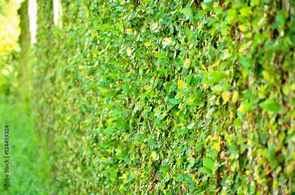 Green creeper on cement wall Green creeper on cement wall