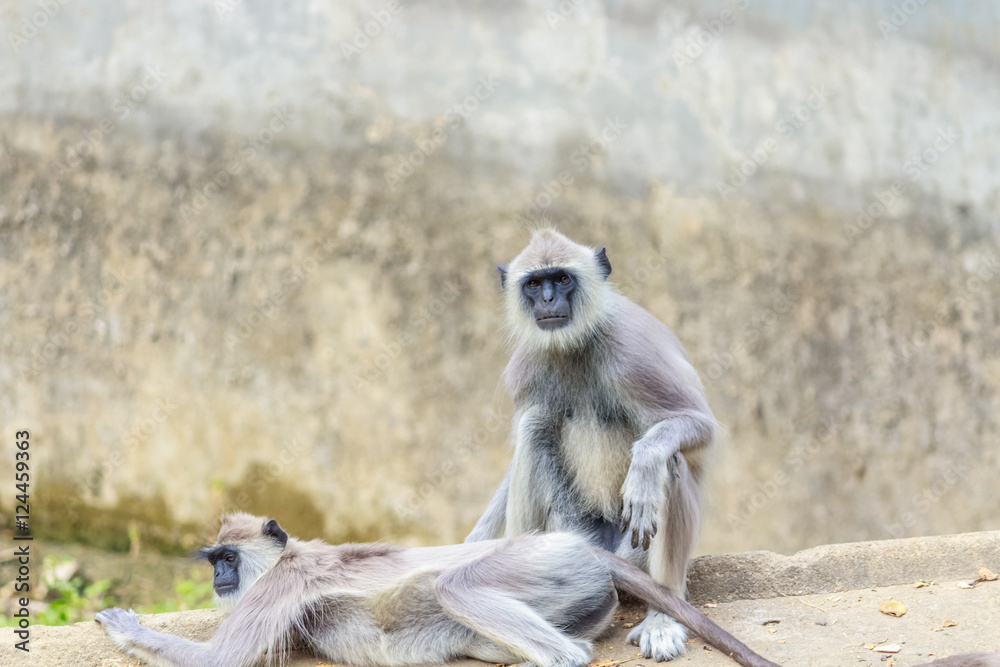 Obraz premium Two Monkeys playing with each other