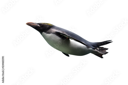Macaroni penguin, Eudyptes chrysolophus photo