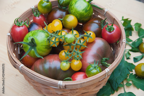 Tomaten bund